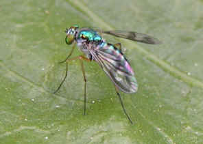 Blue greened Long Legged Fly Austrosciapus Proximus Blue greened Long Legged Fly Austrosciapus Proximus
