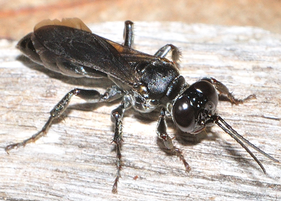 Black Wasp Australia