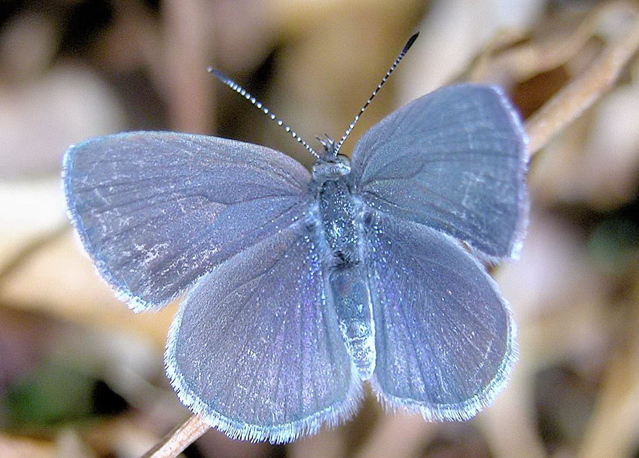 Blues Coppers And Hairstreaks FAMILY LYCAENIDAE
