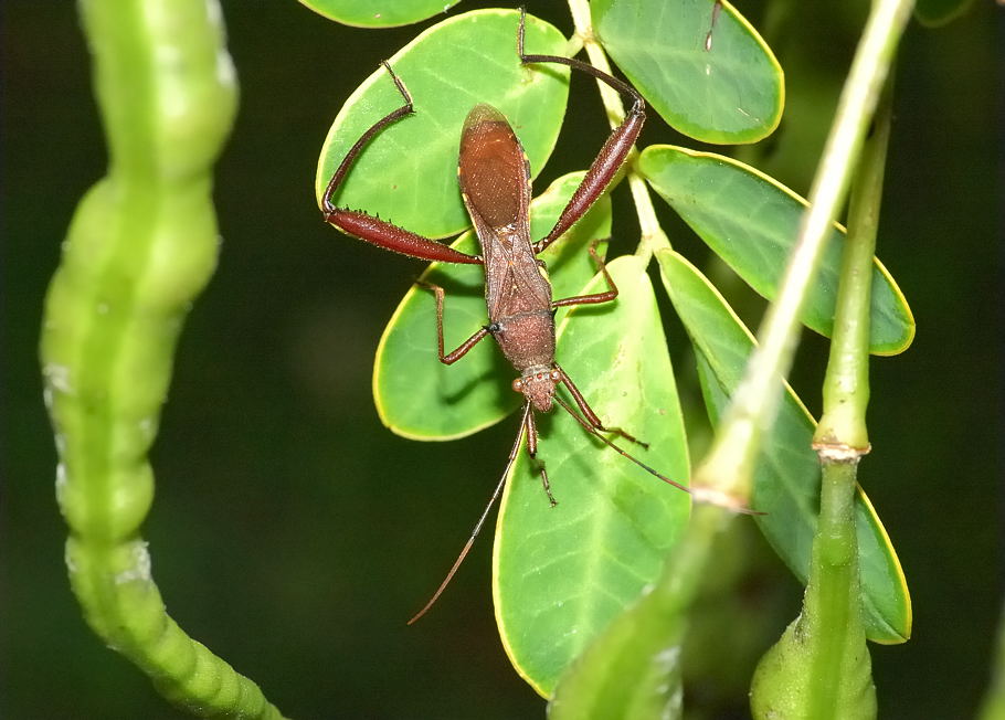 Acacia Bug