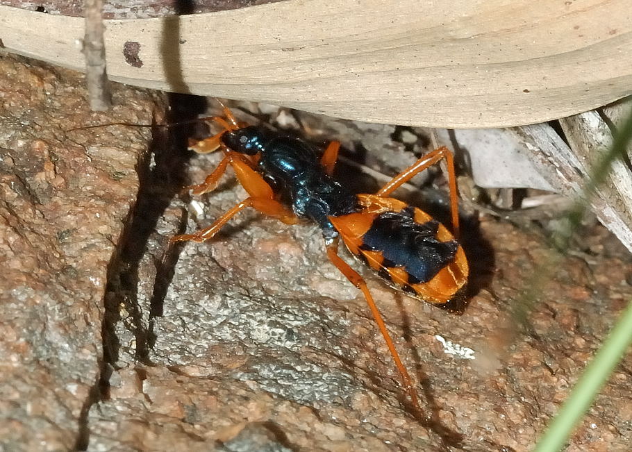 Assassin+bug+bite+australia