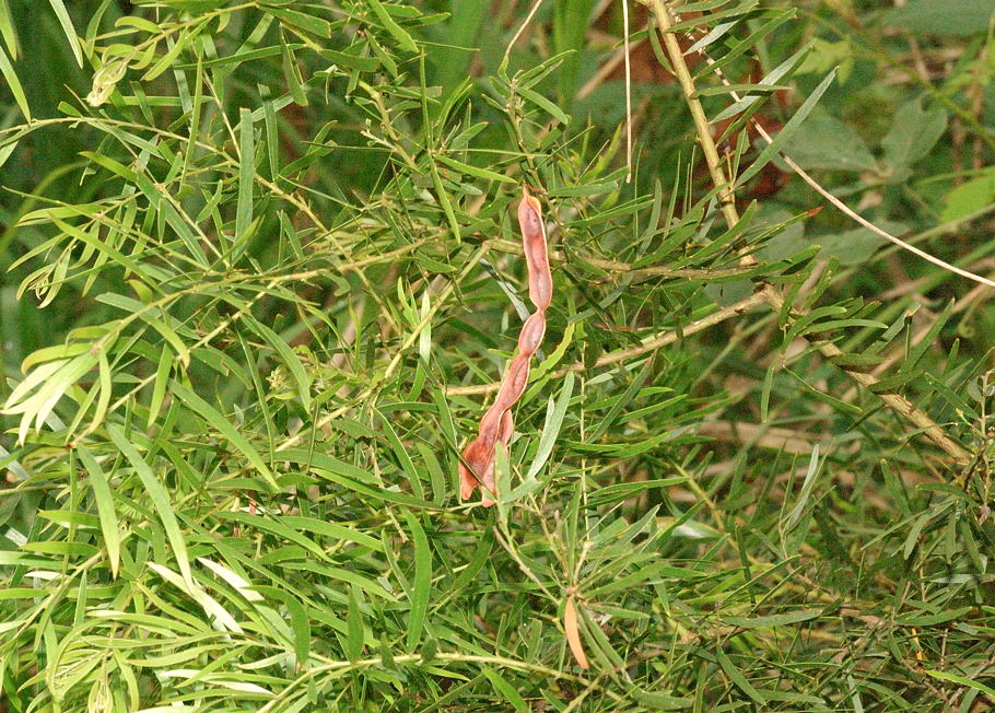Acacia Bug