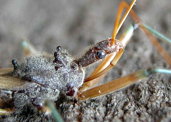 Assassin+bug+bite+australia