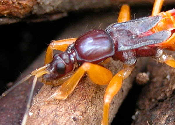 Brown Assassin Bug