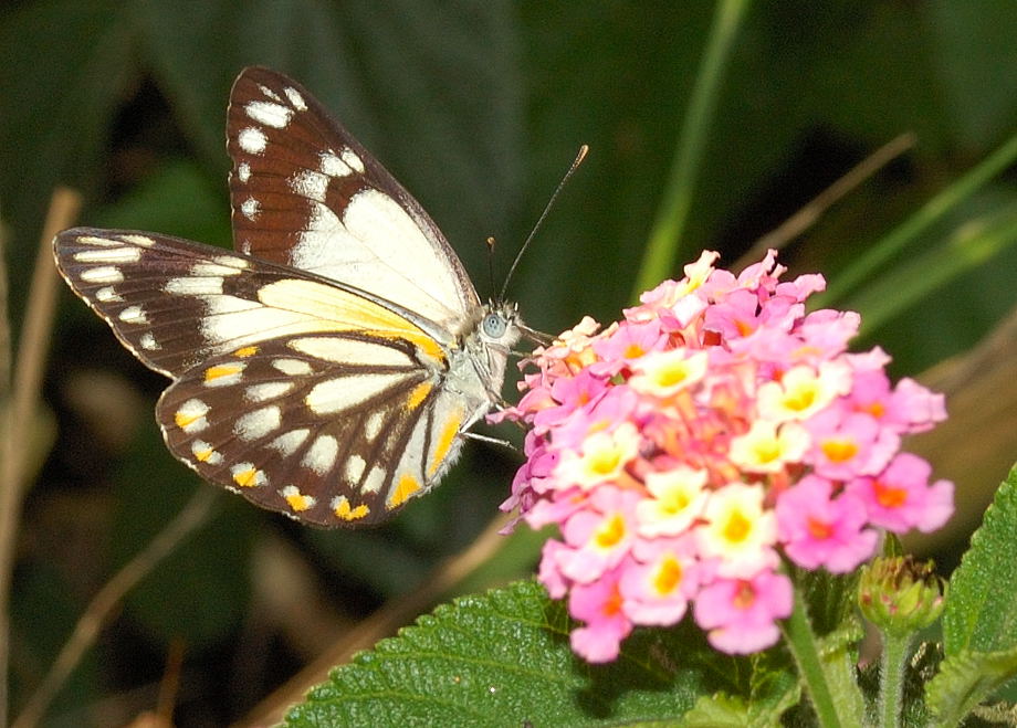 Caper White Butterfly