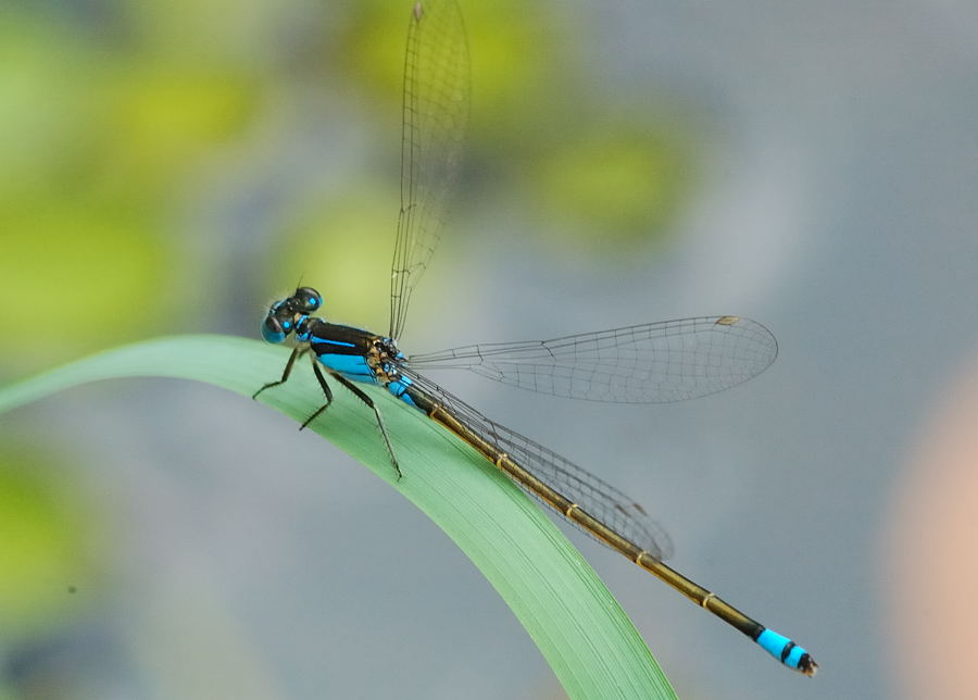 female common bluetail damselfly