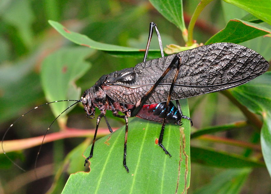 cricket insect australia. the Australian Insect Icon