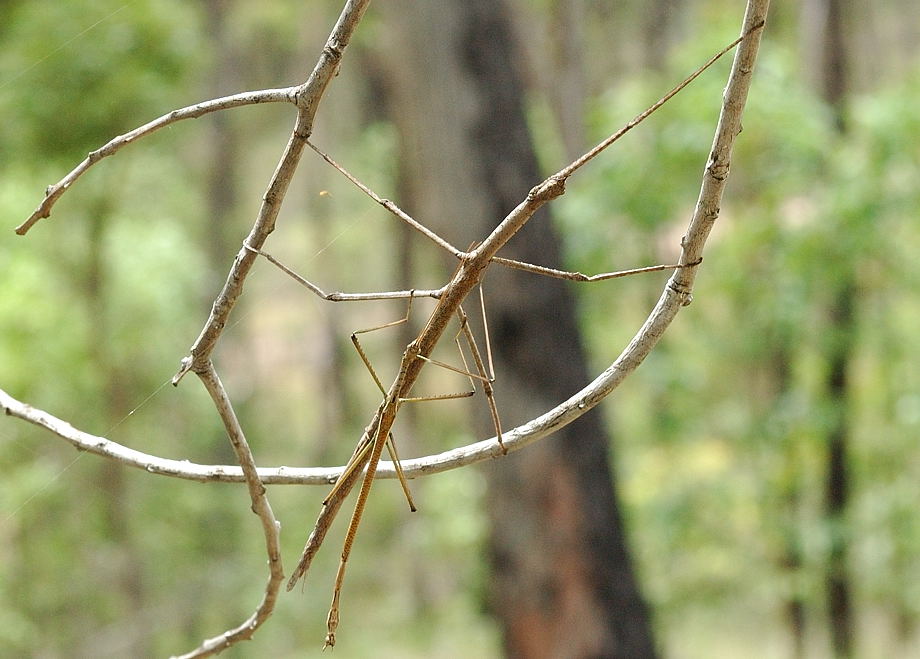 Walking Sticks National Wildlife Federation