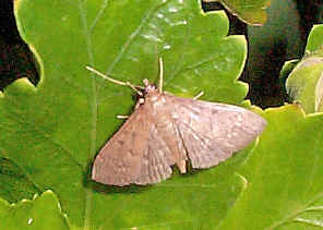 LightBrownMoth.jpg (84727 bytes)