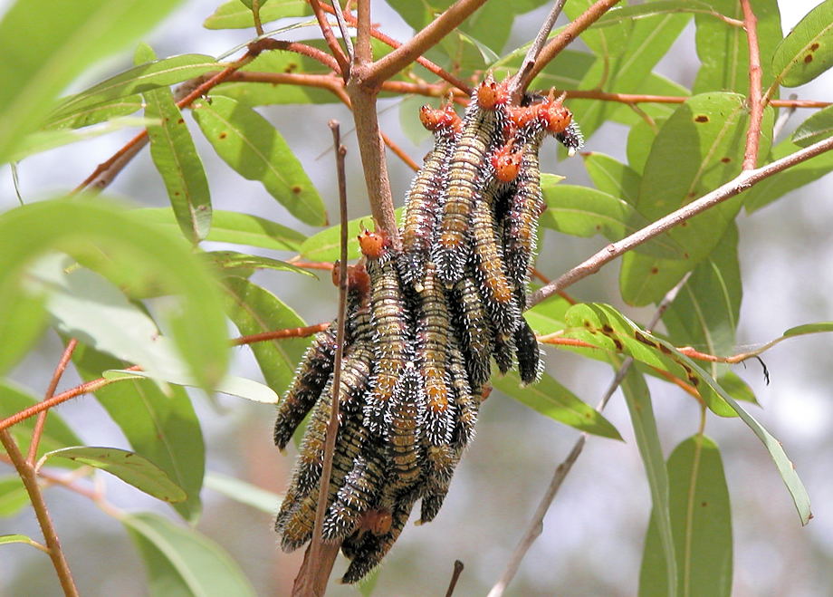 Spitfire Caterpillar Sting