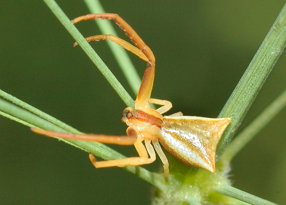 Trapezia Crab Spider Sidymella trapezia