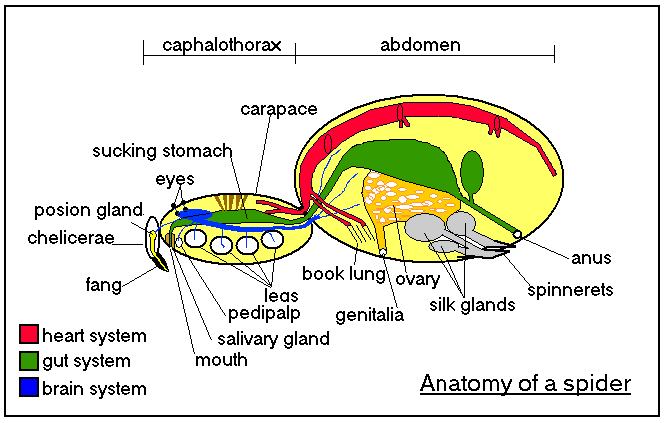 Arthropod Cephalothorax