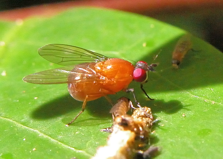 Common Lauxaniid Fly - Sapromyza sp.