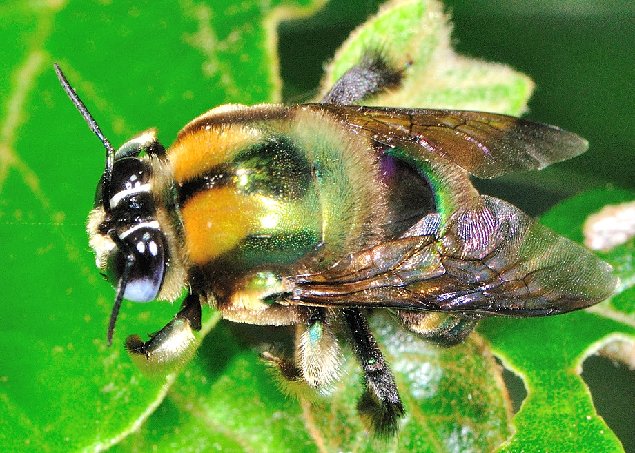 Green Carpenter Bee - Xylocopa (Lestis) aeratus