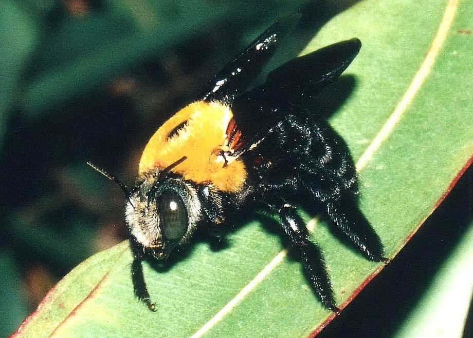 big black bee with yellow head