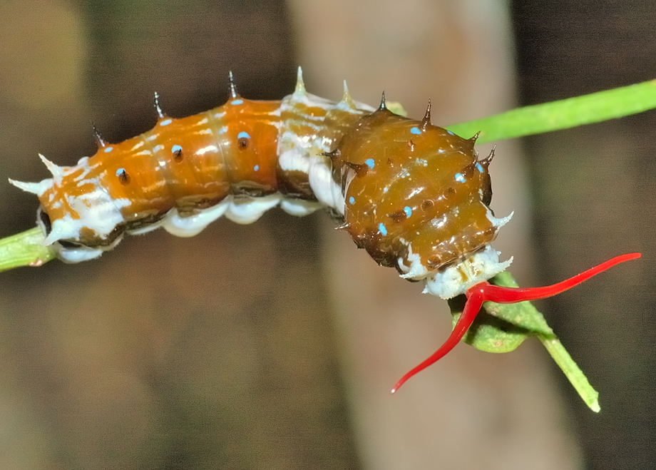 papilionidae larvae