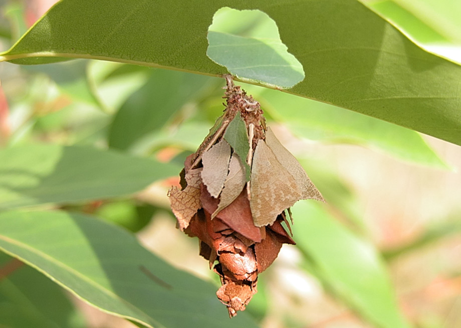 Common Leaf Case Moth Hyalarcta huebneri