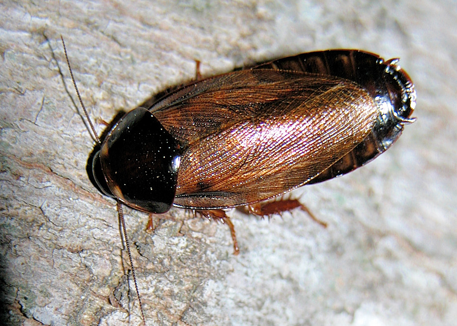 Pycnoscelus nigra