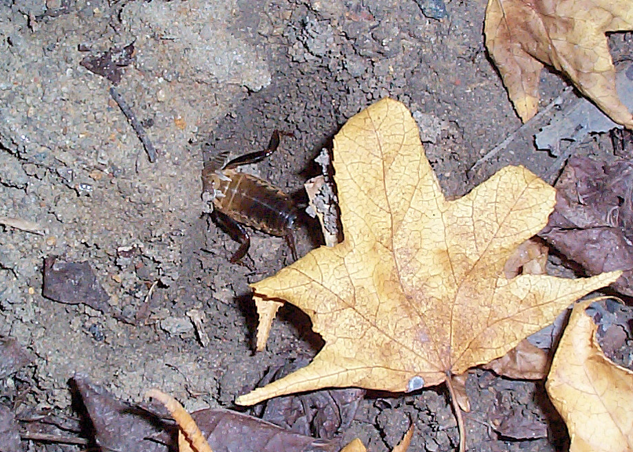 Common Mole Crickets and their Calling Songs - Gryllotalpa pluvialis