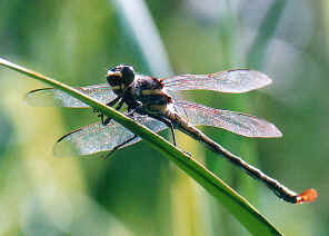 Brisbane Dragonflies Field Guide