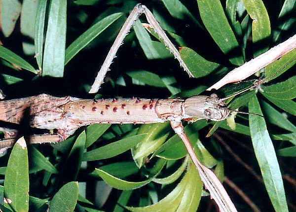 Titan Stick Insect, the Longest Insect - Acrophylla titan