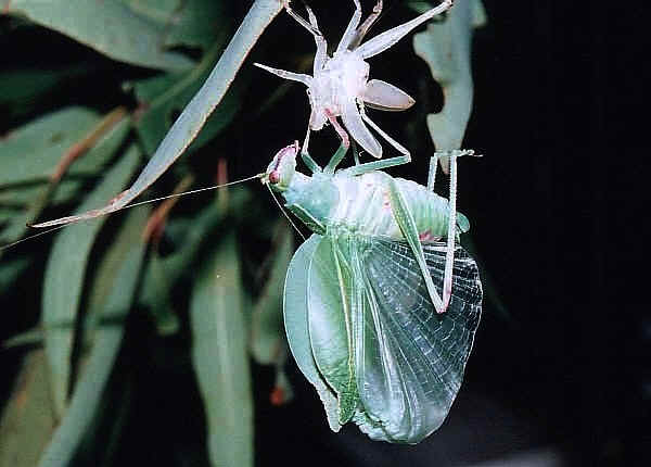 katydid metamorphosis