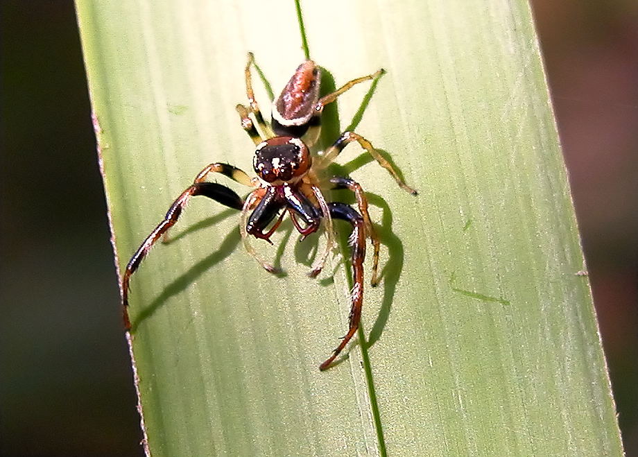 Long Jawed Jumping Spider Opisthoncus Sp