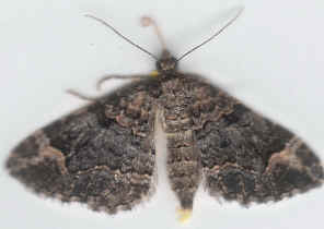 moth5.jpg (171790 bytes)