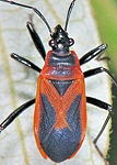 Lygaeid Bugs - Superfamily LYGAEOIDEA