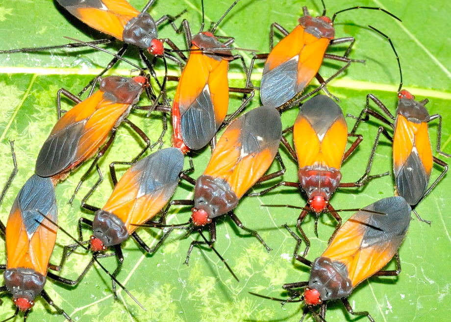 4 Colouredbug Oncopeltus Sordidus