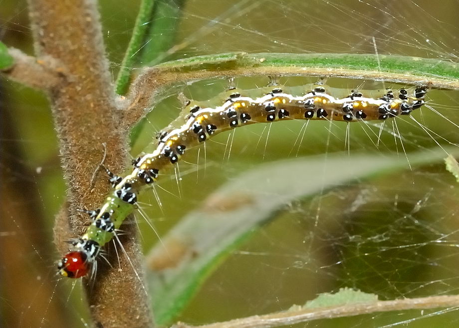 Tree Lucerne Moth - Uresiphita ornithopteralis