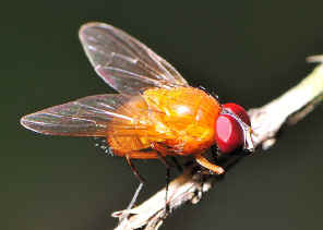 Fat Orange Bush Fly - Dichaetomyia johannis