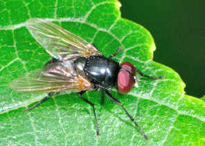 Small Blue Fly - Hydrotaea (Ophyra) chalcogaster