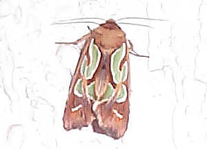 download cutworm moths