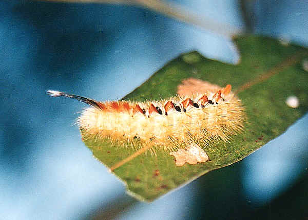 Sparshalli Moth - Trichiocercus sparshalli