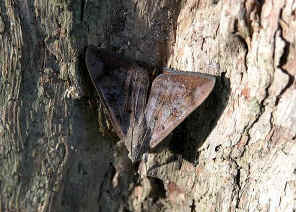 Tricolour Noctuid Moth - Oxyodes tricolor