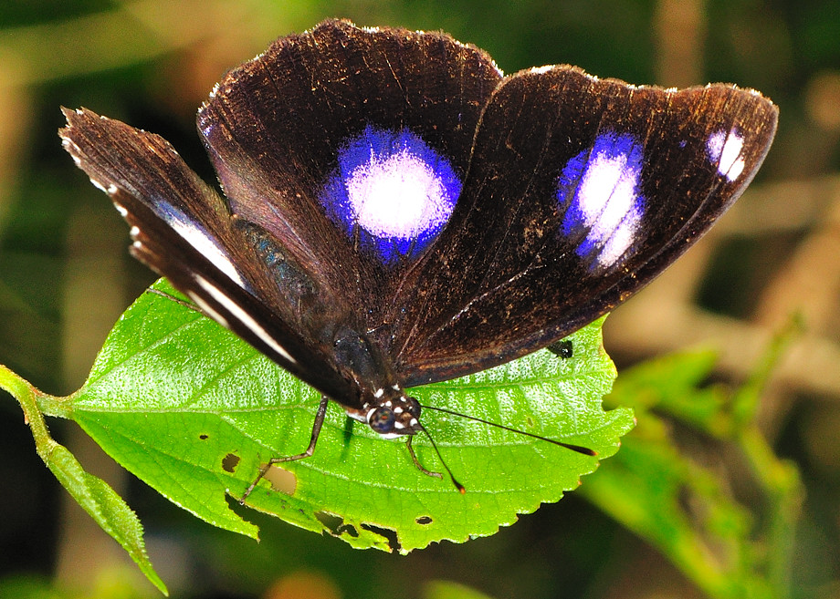 Болина бабочка фото