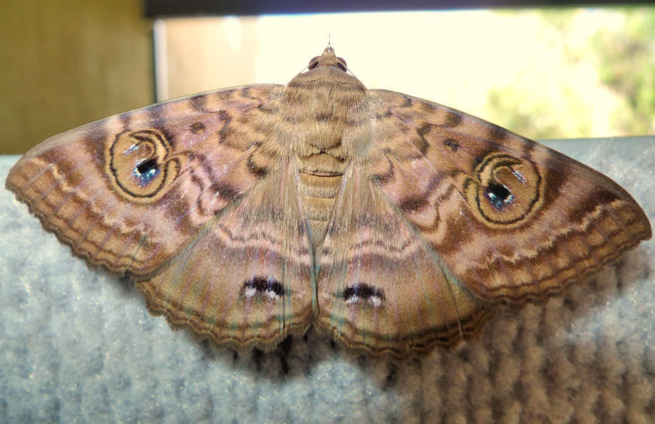 Granny's Cloak Moth - Speiredonia spectans