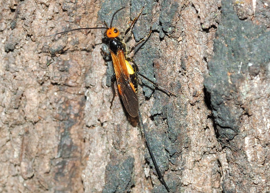 Yellow Flank Braconid Wasp - Callibracon flaviceps (former ...