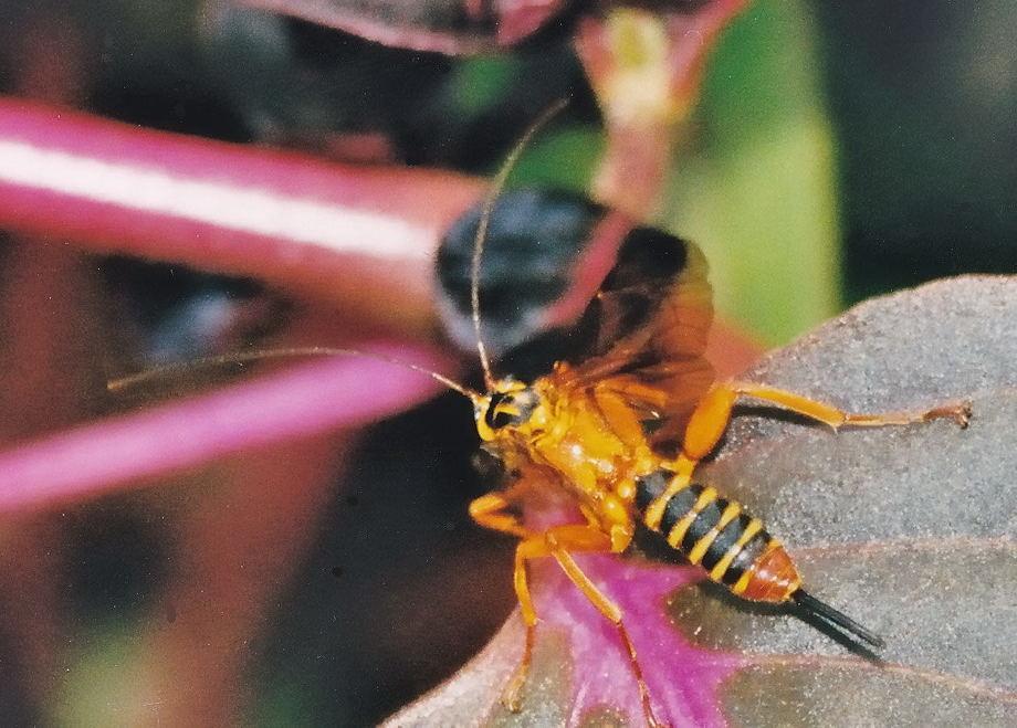 wasp with white stripes on stinger missouri