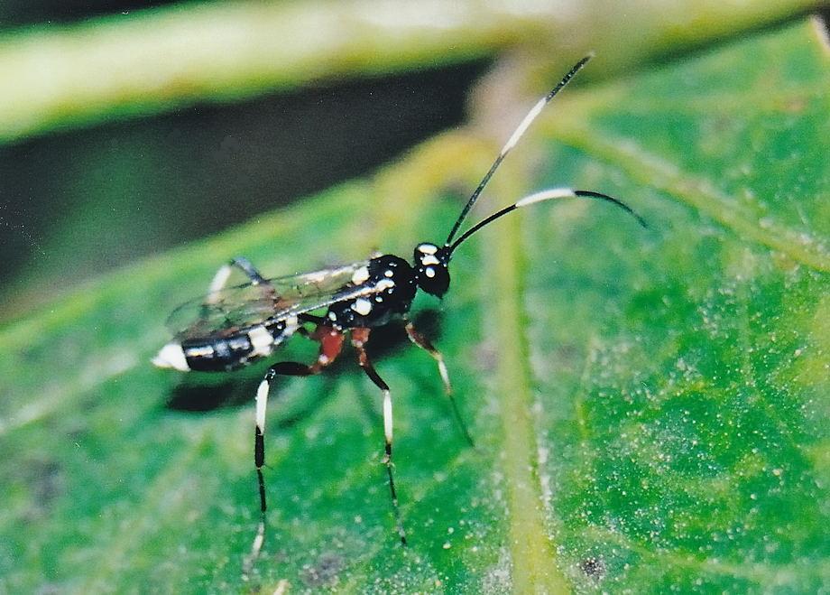 very small black wasp with white stripes lives in ground
