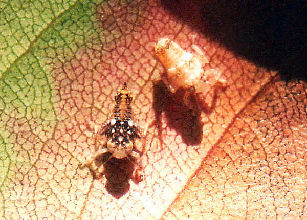 Yellow-headed Leafhopper - Brunotartessus fulvus