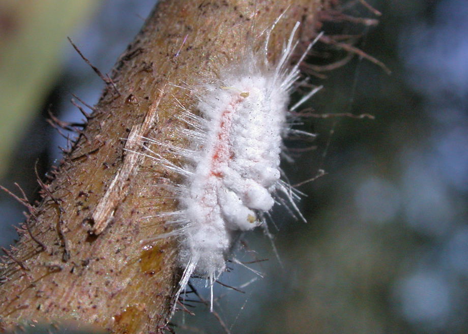 Aphids, mealybugs and scales