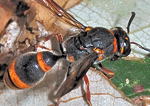 Superfamily VESPOIDEA - Vespoid Wasps, Order Hymenoptera