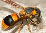 Superfamily VESPOIDEA - Vespoid Wasps, Order Hymenoptera