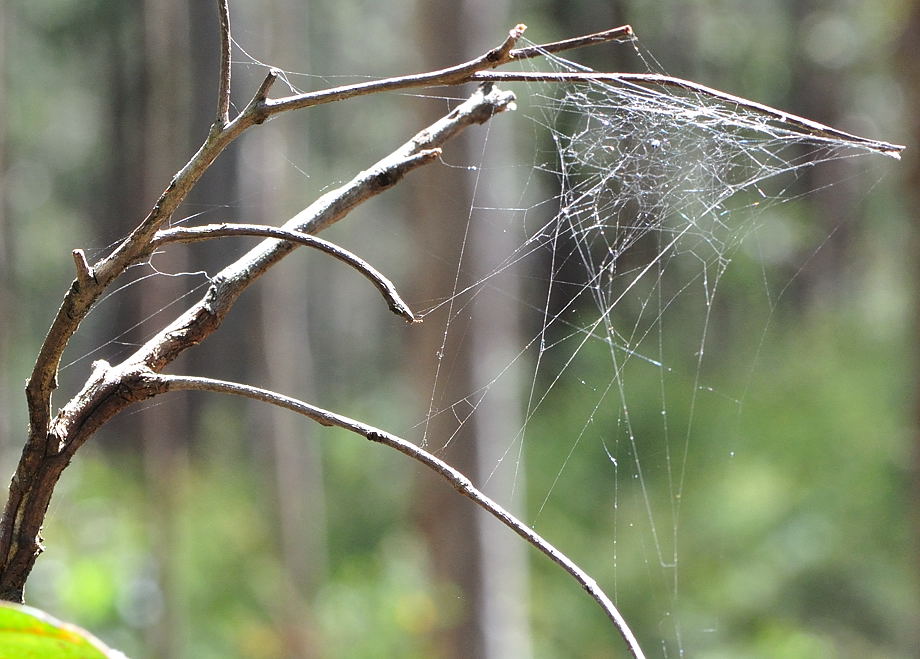 Types of Spider Webs 