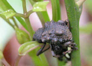 Fruit-tree Root Weevil - Leptopius robustus