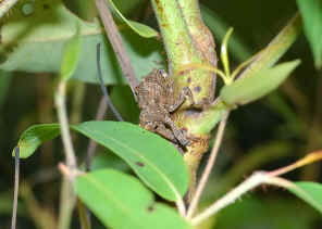 Elephant weevil - Orthorhinus cylindrirostris, Subfamily Molytinae