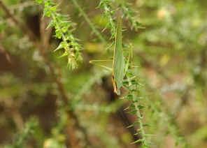 Katydid Wallpaper