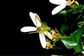 Katydid Wallpaper